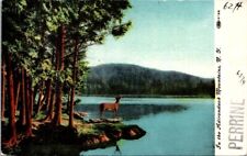 Postcard White Tail Deer Buck at Edge of Lake Adirondack Mountains NY       8513 picture