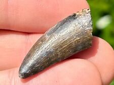 NICE Suchomimus Dinosaur Tooth Fossil from Niger 1.15” Spinosaurid Theropod picture
