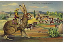 CR-217 Texas Cowboy Riding a Jack Rabbit Cows Cacti Linen Postcard Curt Teich picture