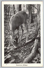 Roscommon Mi  Michigan - Young Deer - Buck - Roscommon County - Postcard 1940's picture
