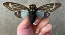 Blue Cicada Tosena splendida SPREAD insect BIG picture