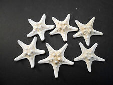 6 White Knobby Starfish 2-3