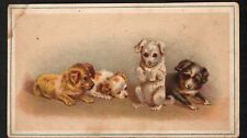 c1880s Trade Card 4 Puppies Blank Card 4 3/8