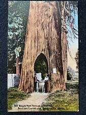 Everett Washington WA Bicycle Tree Antique Postcard Photo picture
