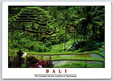 Bali Terrace Ricefield At Tegallalang Vintage Postcard Continental picture