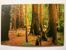 Vintage Postcard MUIR WOODS NATIONAL MONUMENT BOHEMIAN GROVE SEQUOIA picture