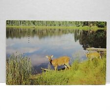 Postcard Vintage Postmarked 1960 Gobles Michigan Vacationland Scene Deer Pond  picture