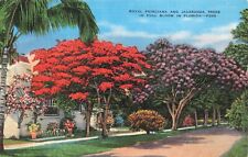 Postcard FL Royal Poinciana and Jacaranda Trees in Full Bloom 