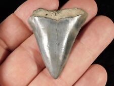 ANCESTRAL Great WHITE Shark Tooth Fossil 100% Natural 10.0gr picture