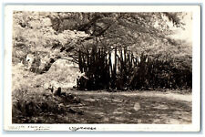 1942 Trees View Greetings from Aruba DWI Posted RPPC Photo Postcard picture