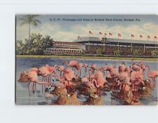 Postcard Flamingos and Nests at Hialeah Race Course, Hialeah, Florida picture