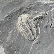 Cute Baby Trilobite From Utah. Nice display piece  Low Low pricing picture