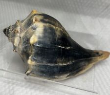 Knobbed  Whelk Sea Shell with Deep Orange Interior, Crafts, 7