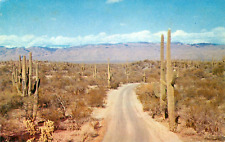 Drive-Saguaro National Monument Cactus Forest Tucson Arizona Vintage Postcard picture