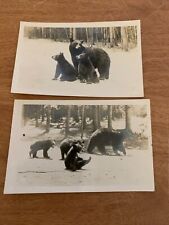 Real Photo Postcards Black Bear, Yellowstone Park picture