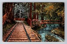 CA-California, In The Redwoods Mount Tamalpois Railway, Vintage c1910 Postcard picture