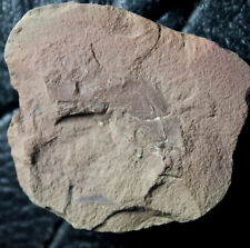 Very rare Carboniferous fossil insect in nodule picture