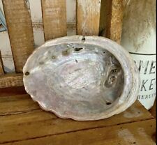Midae Abalone Sea Shell 7” picture