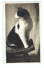RPPC Cat Sits on Stool picture