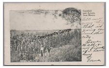 Cornfield Farming near ARTESIA NM New Mexico 1907 Vintage Postcard picture
