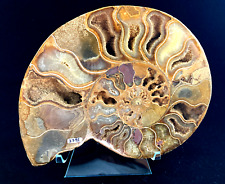 LARGE POLISHRD AMMONITE - 7 inches-With  STAND picture