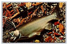 Coho Salmon Michigan Department of Conservation Chrome Postcard picture