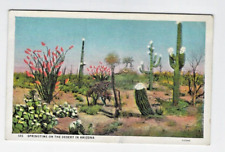 Springtime On The Desert In Arizona~ Cactus in Bloom c.1930s picture