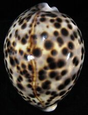 CYPRAEA TIGRIS  SCHILDERIANA  seashell  HAWAII, USA   - 105mm    WOW   picture