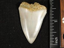ANCESTRAL Great White SHARK Tooth Fossil 100% Natural 10.7gr picture