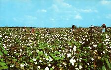 Postcard Cotton Picking c1958 picture