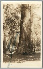 RPPC Postcard Big Basin CA Father Tree Redwood Forest California posted 1926 picture