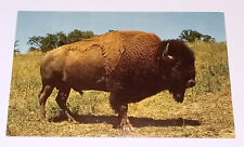 Buffalo Bison Postcard Wildlife Vintage picture