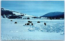 Postcard - A Winter Scene Of Buffalo picture