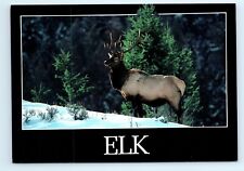 Elk Snowy Mountainside Postcard picture