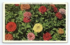Beautiful Zinnias Washington Park Milwaukee Wisconsin WI Vintage Postcard picture