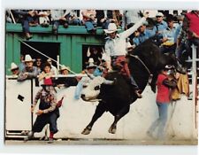 Postcard Brahma Bull Riding Calgary Exhibition And Stampede Calgary Canada picture