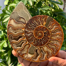 1.11LB Rare Natural Tentacle Ammonite FossilSpecimen Shell Healing Madagas picture