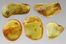 5 Piece Lot FOSSIL Inclusions Genuine BALTIC AMBER Good Visible 22.2g 200728-5 picture