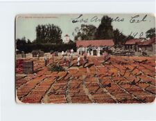 Postcard Peach Drying In California picture