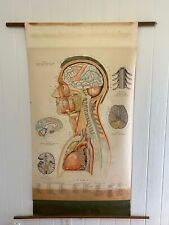 1940s Medical Chart Head, Neck, and Chest by Clay Adams Moody Academia picture