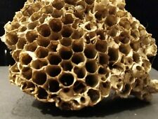 WASP NEST WITH STEM ABANDONED EMPTY LARGE NATURAL NATURE FINDS MADE IN TEXAS picture