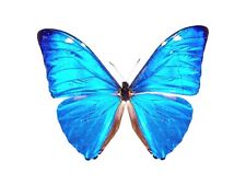 Morpho adonis picture