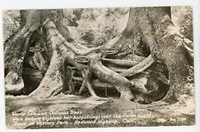 RPPC Postcard California Octopus Tree Redwood Highway Real Photo Posted 1948 picture