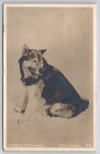 Alaska Malamute Aled Dog RPPC c1920s Real Photo Elite Studio Postcard P25 picture