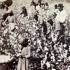 Antique 1895 Cotton Picking Plantation In Georgia Stereoview Photo Card P1494 picture