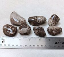 7 Petoskey Stone w/ Favosites-Crinoids-Rugosa Combination Fossils Unpolished Lot picture