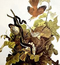 Brown Thrasher & Snake1950 Lithograph Print Audubon Bird 1st Edition DWU14E picture