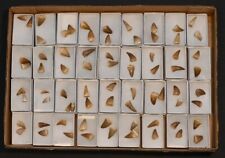 Mosasaur Teeth- Authentic Huge Lot of 73 picture