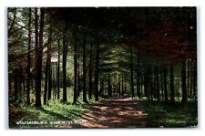 Postcard Walk in the Woods, Wolfeboro NH  1910 I4 picture