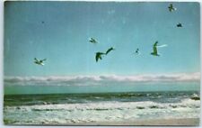 Postcard Sea Gulls Beaches Ogunquit Maine USA North America picture